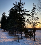 24th Jan 2023 - Sunset Through the Pines