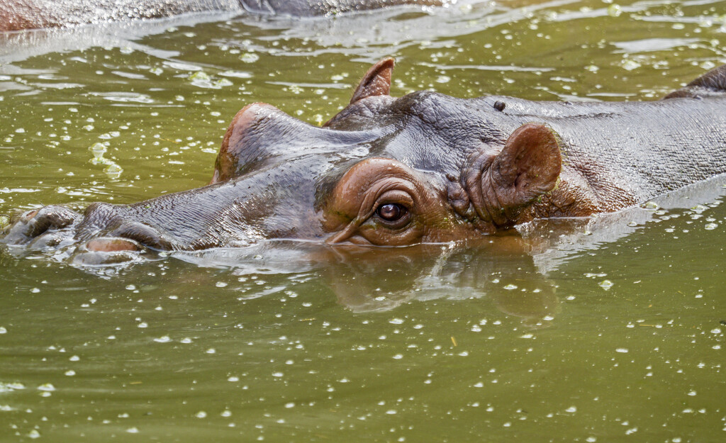 Hippo-Looking by ianjb21