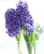24th Jan 2023 - nothing depends on this hyacinth blooming