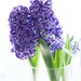 nothing depends on this hyacinth blooming by cristinaledesma33