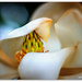Little Gem Magnolia..  Wabi Sabi. by julzmaioro