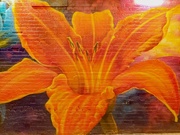 23rd Jan 2023 - Orange Lily in The Galtway 