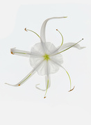 25th Jan 2023 - White Spider Lily 