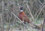 24th Jan 2023 - Male Pheasant