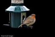 25th Jan 2023 - Trying a new feeder