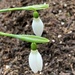 First snowdrops