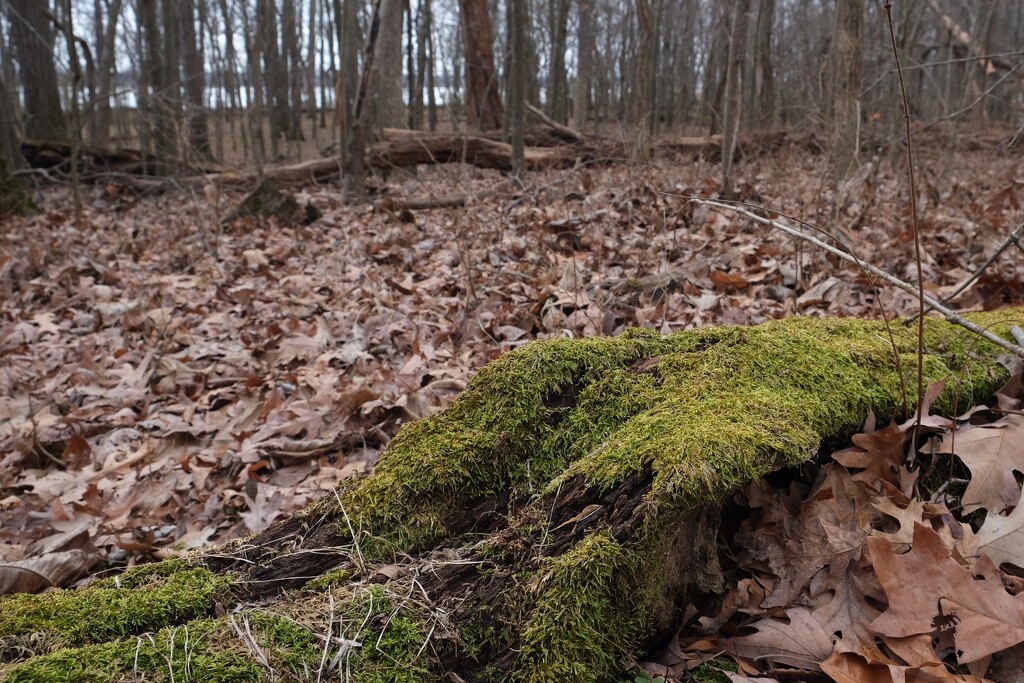 Mossy Log by lsquared