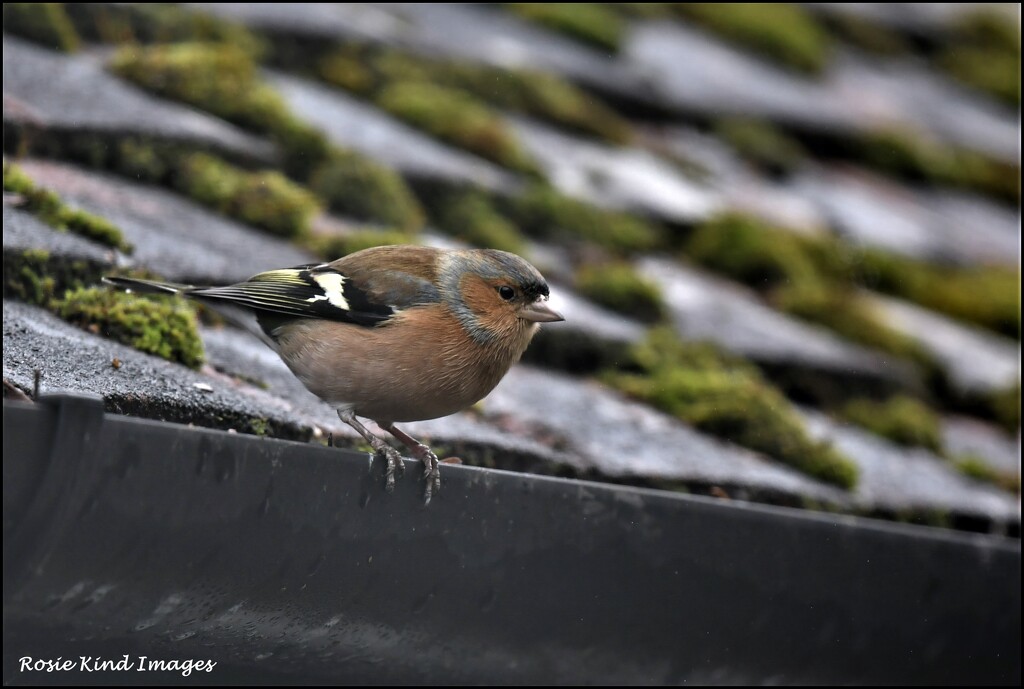 Mr Chaffinch came to see me today by rosiekind