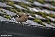 25th Jan 2023 - Mr Chaffinch came to see me today