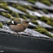 Mr Chaffinch came to see me today by rosiekind