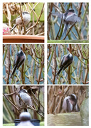 25th Jan 2023 - Extras - Long tailed tits