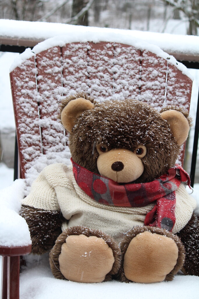 We're having a "beary" snowy day! by essiesue