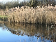 20th Jan 2023 - Reeds -  Iremongers Pond