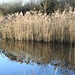 Reeds -  Iremongers Pond