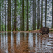 Lots of trees and a puddle by helstor365