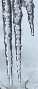 25th Jan 2023 - Icicle Skeleton Fingers