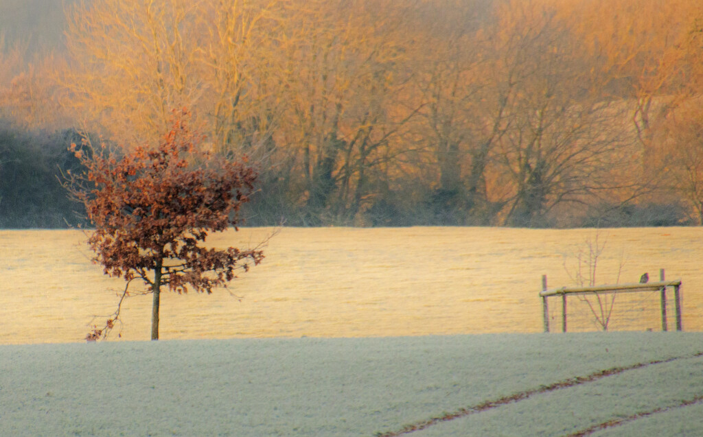 Frosty Fields by shepherdman