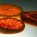 Blood Orange by granagringa