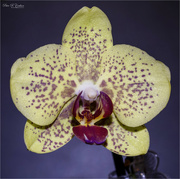 25th Jan 2023 - Orchid Macro