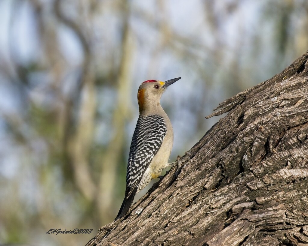 LHG_1910_ Golden-fronted woodpecker by rontu