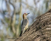 25th Jan 2023 - LHG_1910_ Golden-fronted woodpecker
