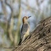 LHG_1910_ Golden-fronted woodpecker