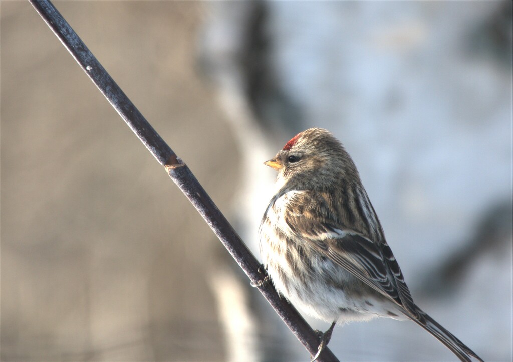 Female Common Redpoll by radiogirl