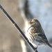 Female Common Redpoll by radiogirl