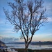 023 - Winter Tree by charliem_98