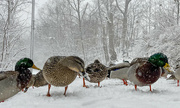 25th Jan 2023 - Winter Ducks