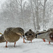 Winter Ducks by pdulis