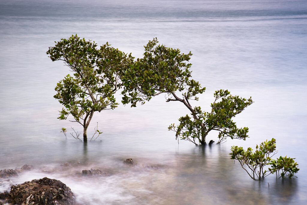 Mangroves by dkbarnett