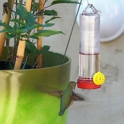 25th Jan 2023 - Hummingbird at feeder