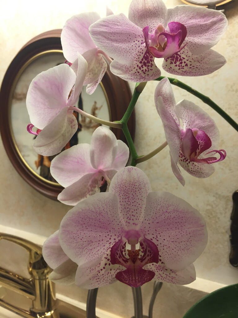 Orchid keeps blooming! by kchuk