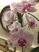 12th Jan 2023 - Orchid keeps blooming!