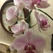 Orchid keeps blooming!