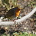 robin in sunlight