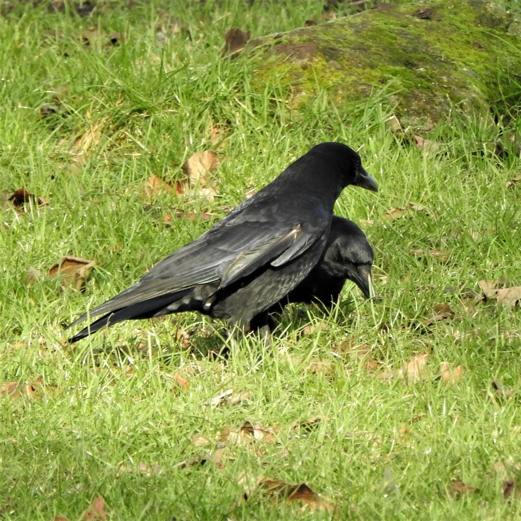 Crows by oldjosh