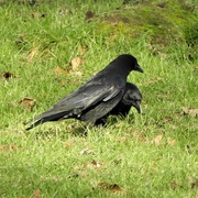 18th Jan 2023 - Crows
