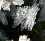 25th Jan 2023 - Icy crystals of a single blade of grass