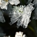 Icy crystals of a single blade of grass