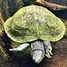 Turtles Ahead 