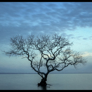 18th Nov 2022 - Mangrove Tree