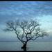 Mangrove Tree by bugsy365
