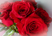 26th Jan 2023 - Anniversary roses