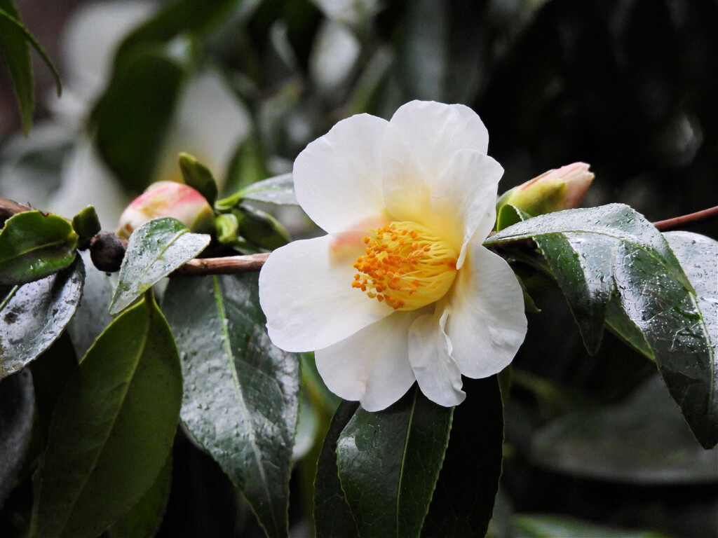 White Camellia by seattlite