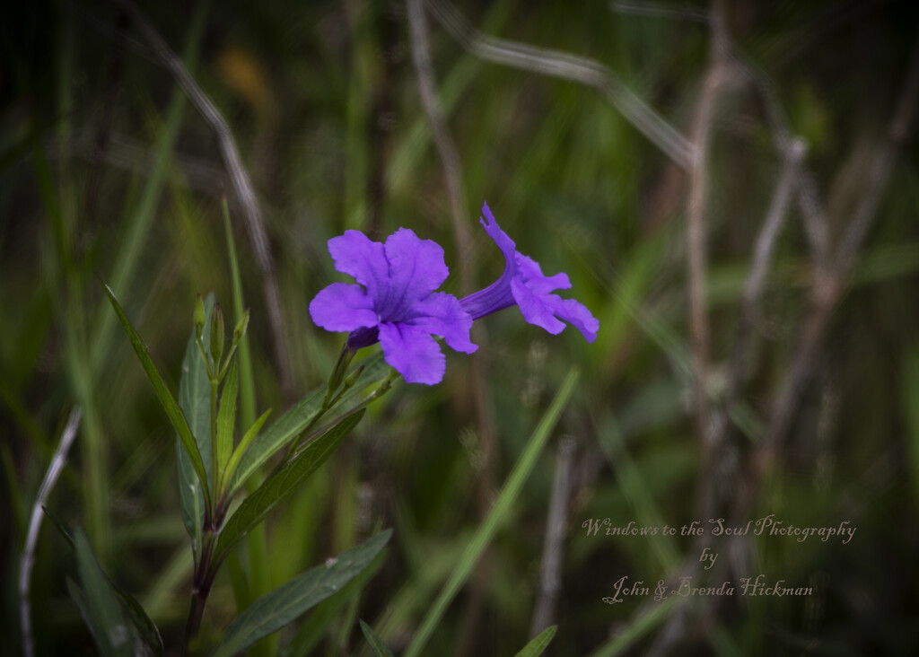 Lavender Blue by swwoman