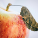 Apple Leaf by careymartin