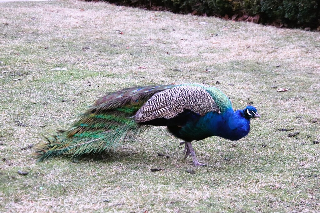 Peacock by randy23