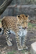 16th Jan 2023 - Leopard 